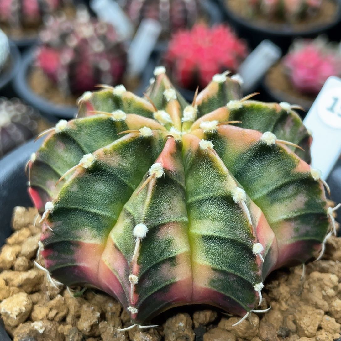 泰系实生根，臀锦棱背锦