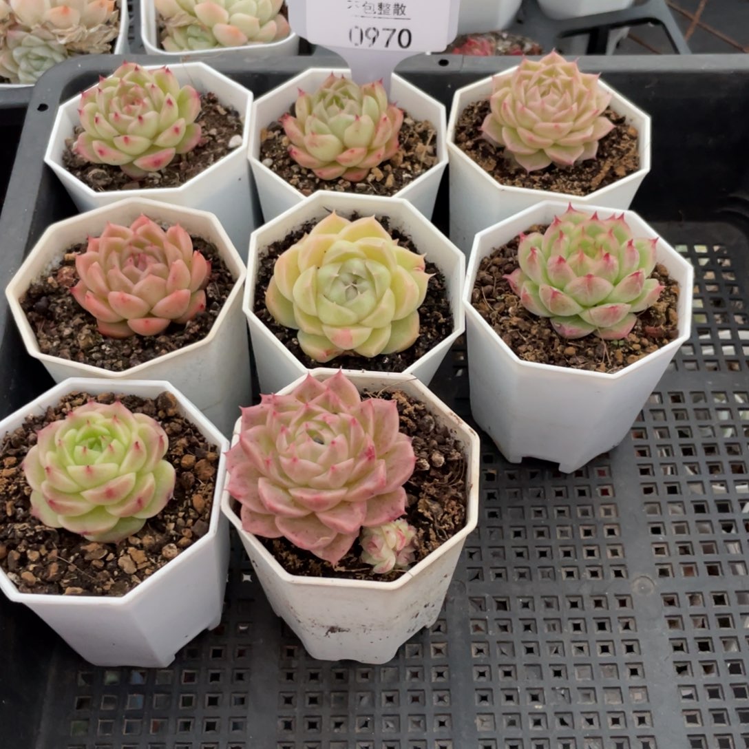 不包整散 盆子不售后0970