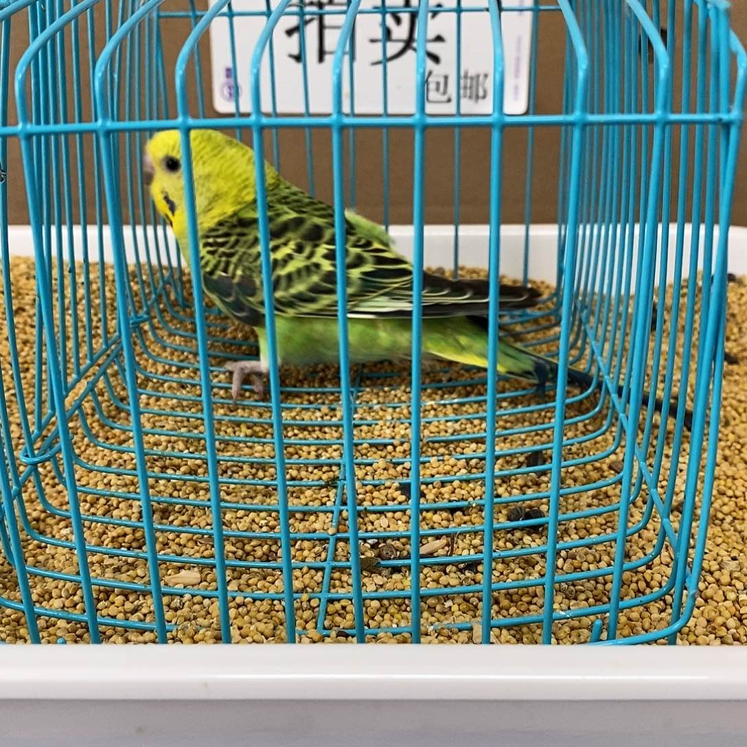 虎皮鹦鹉大头虎皮