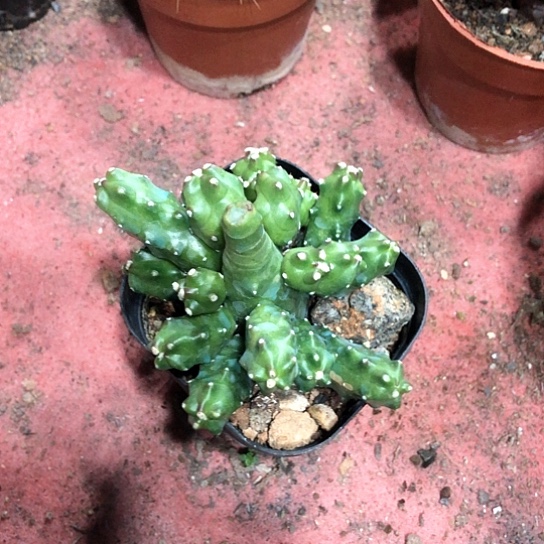 桃太岚开花仙人球多头