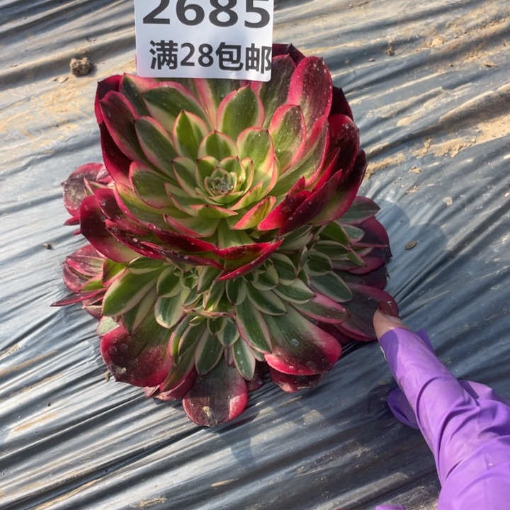 z****n2685一号棚荔枝红的J