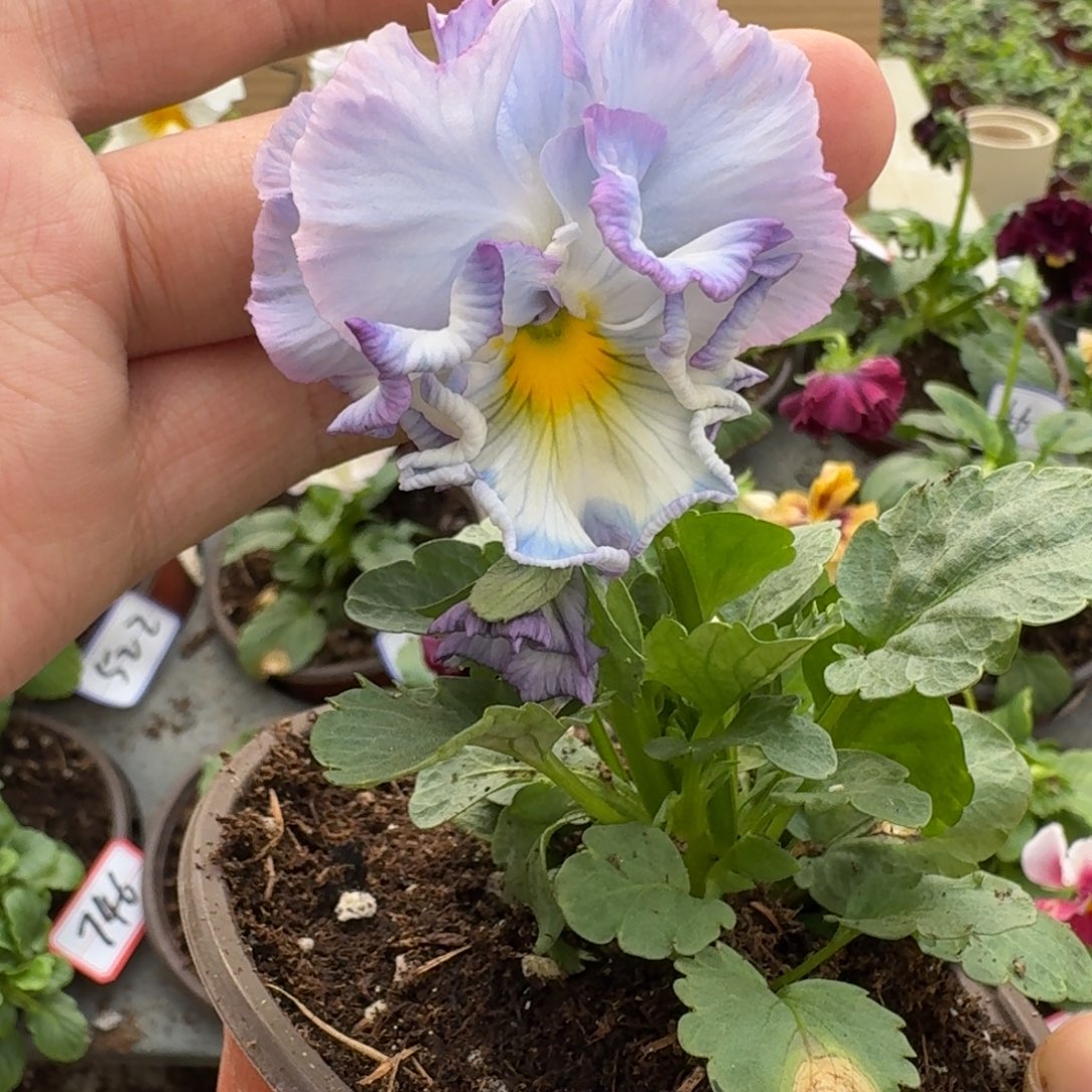 大部分花苞少量开放667