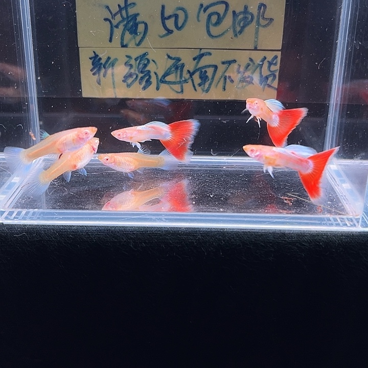 孔雀鱼火烧云飞船