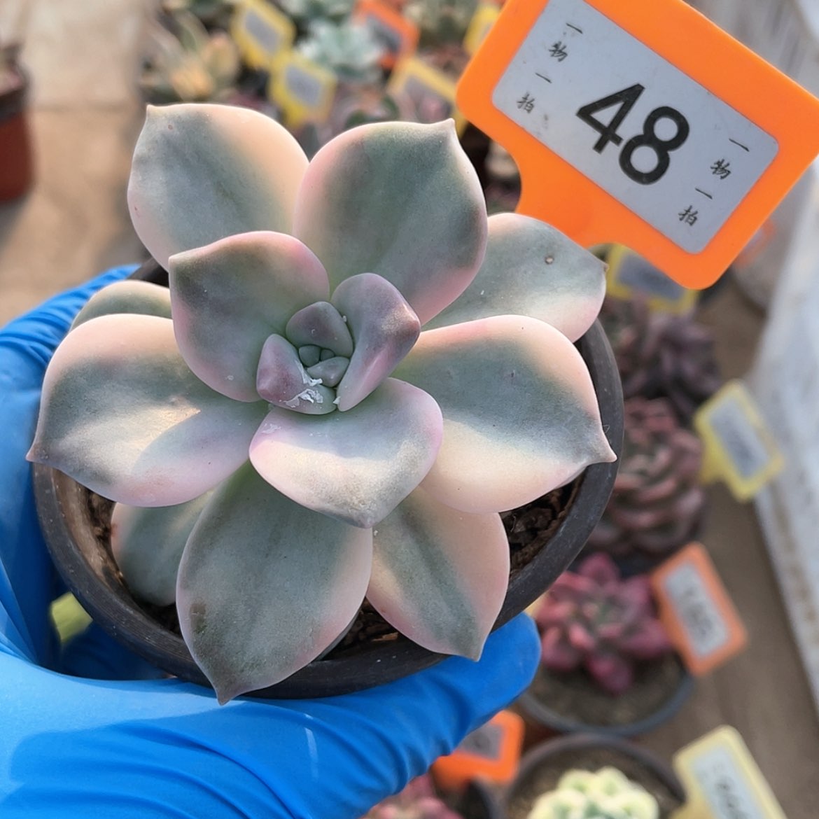 【闪购商品】无花朵48号