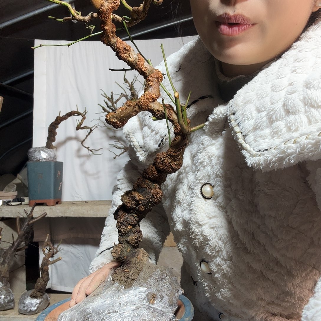 无花朵龙游之行于一体于景