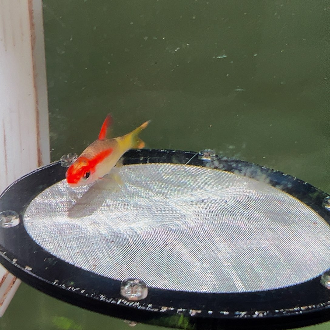 海水黄化一眉道人1号鱼