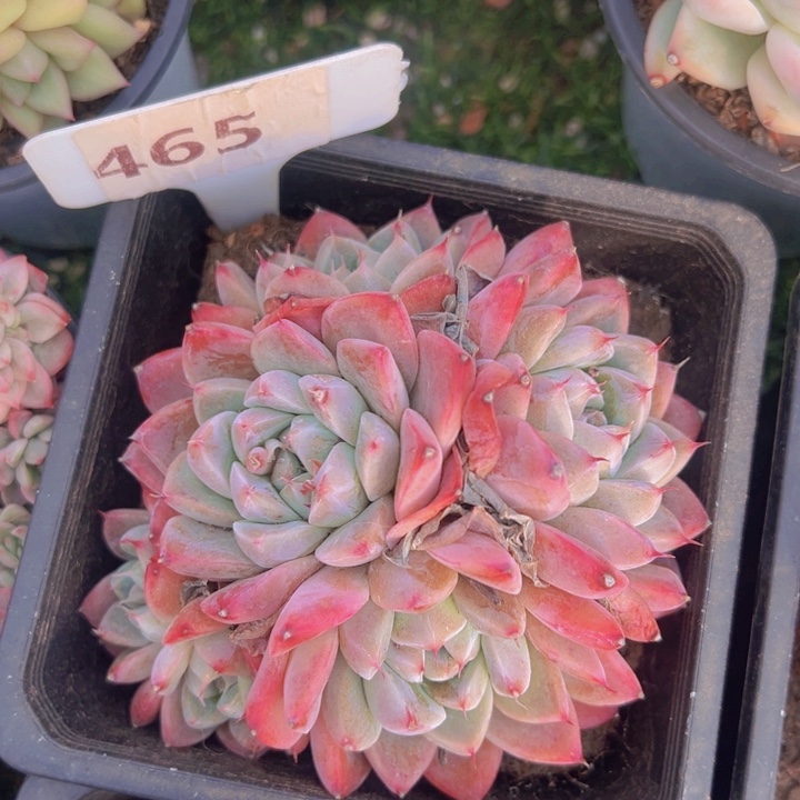 健健康康平平安安