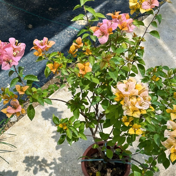 【黄女郎盆苗】一物一拍四季开花三角梅，炎炎夏日黑顶断枝不售后
