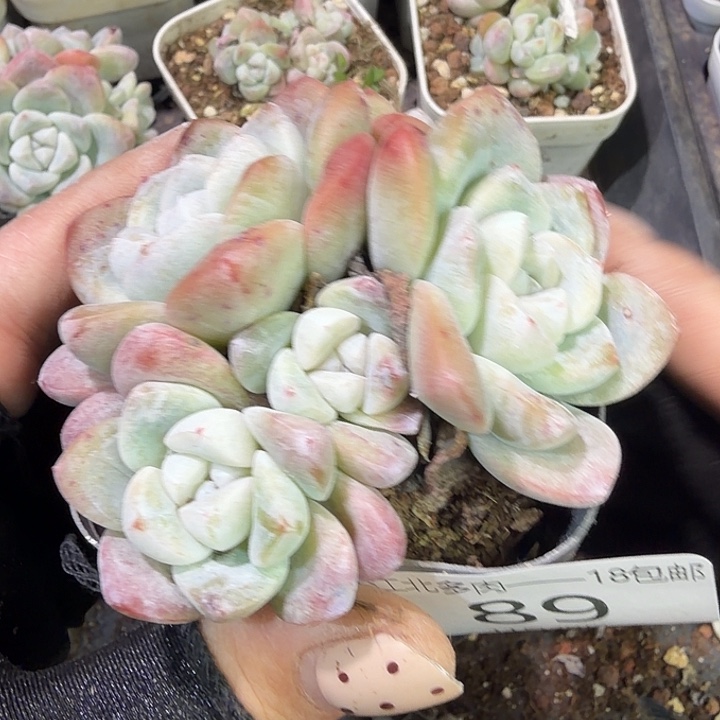 89 号到手1框江北多肉