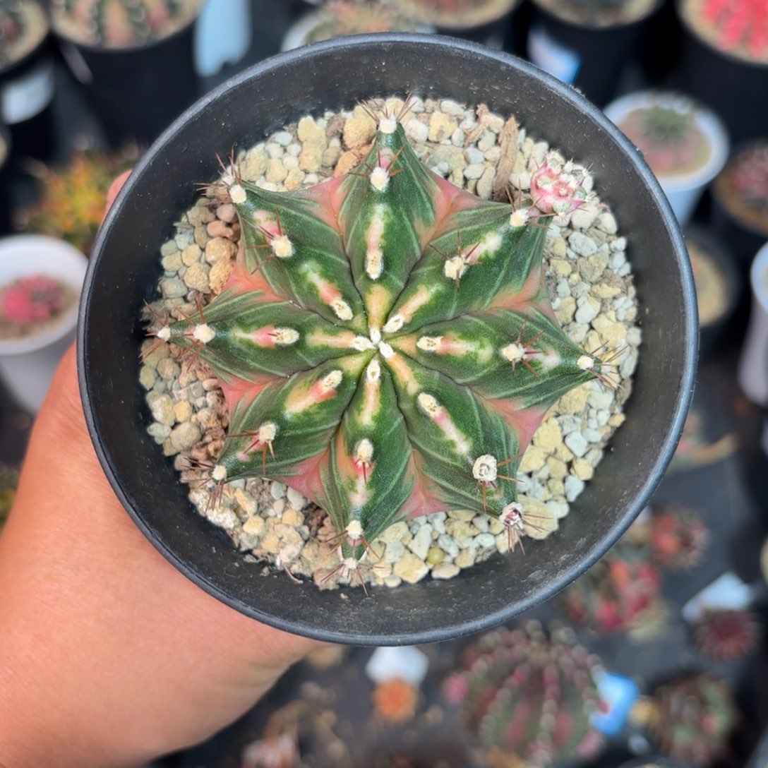 泰系实生米哈仙人球1000