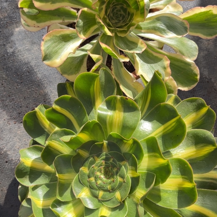 大****不开花植物芳姐的专拍链接