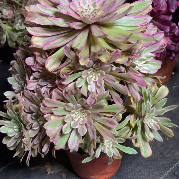 瑞妈一物一拍339