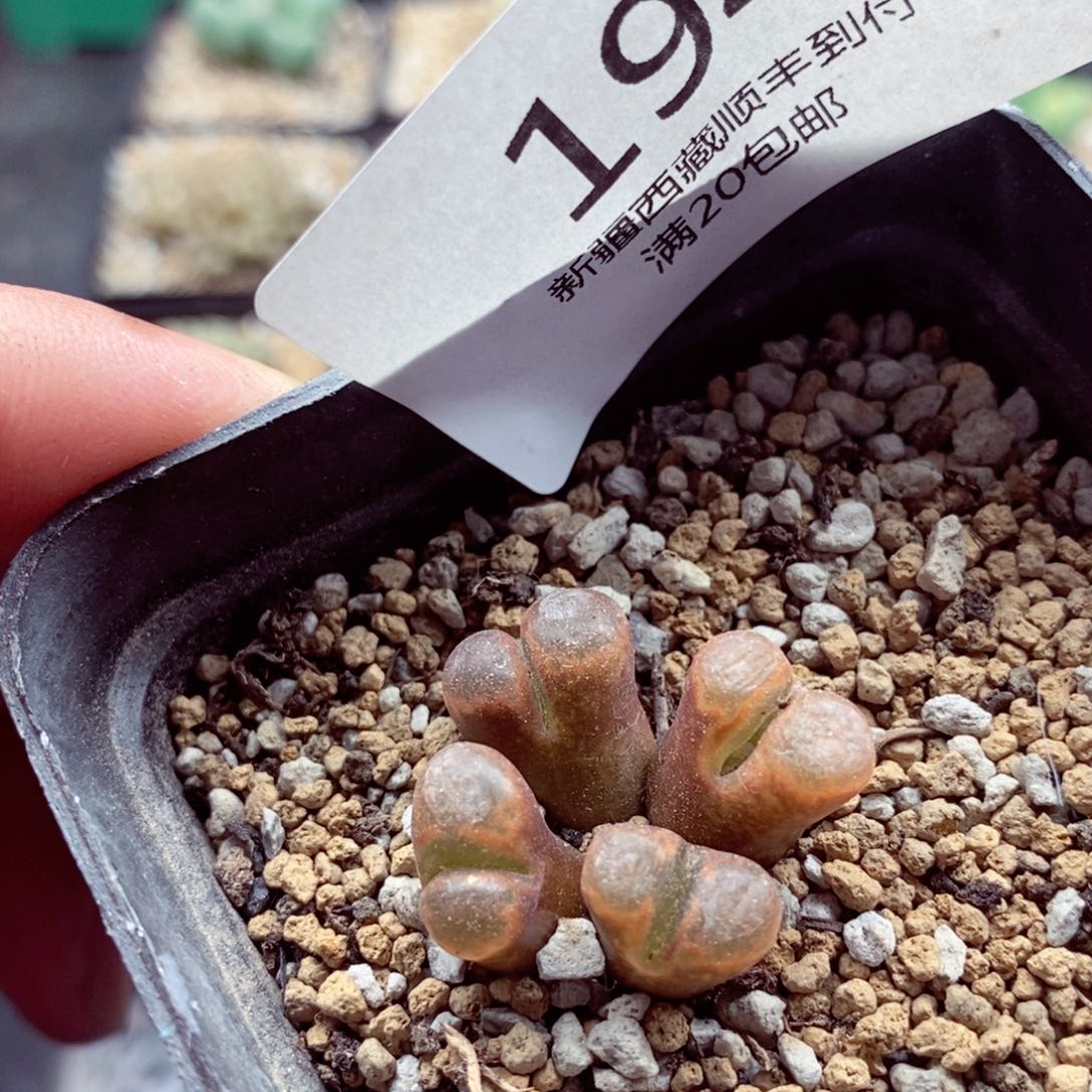 我的小姐姐们都是我的194