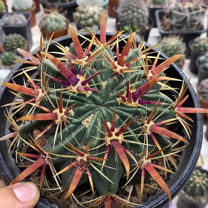 实生大号宽刺日出