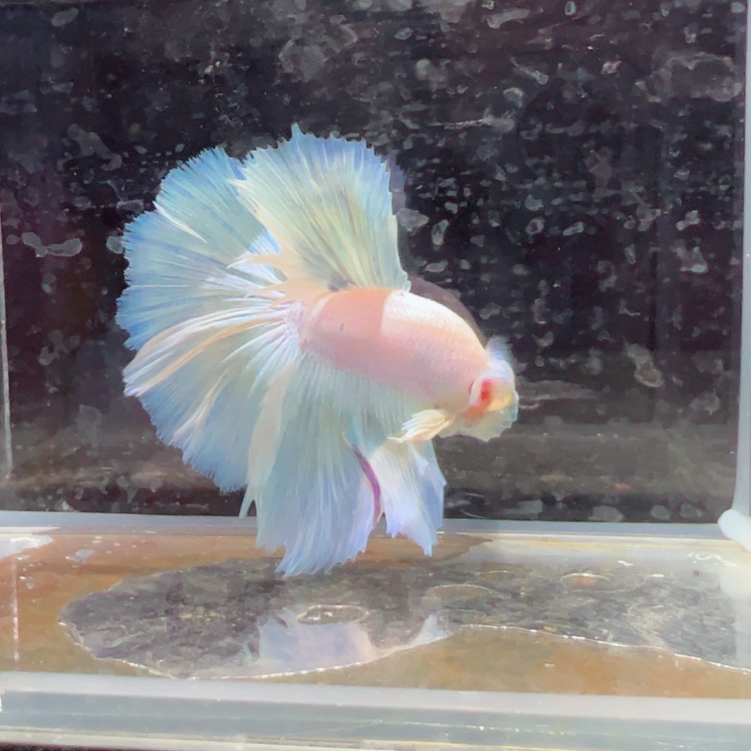 斗鱼浅色特殊尾hhhhh