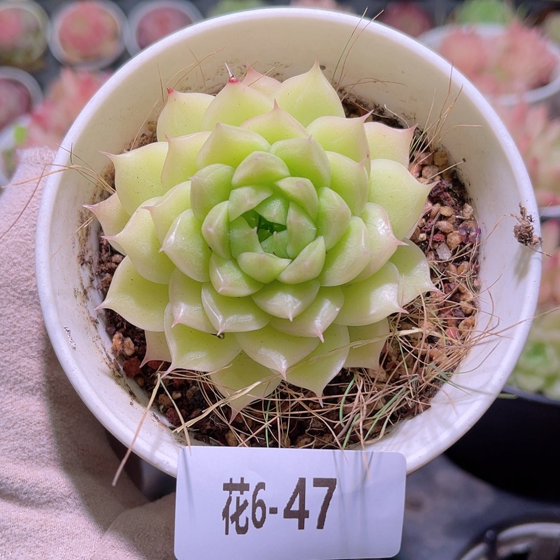 花利美6-47麦秆单头