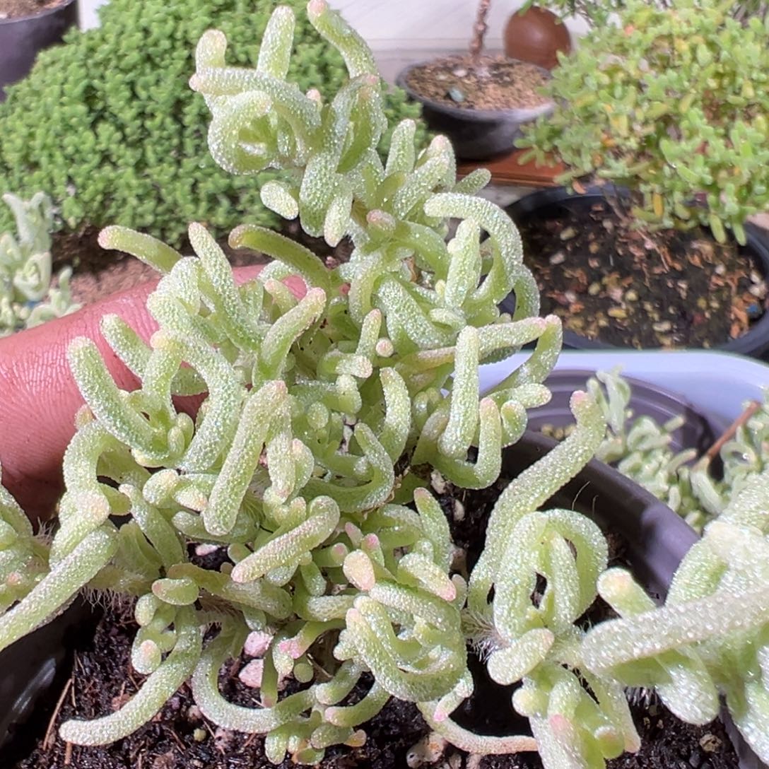 荧光兔白锦90杯老桩福利