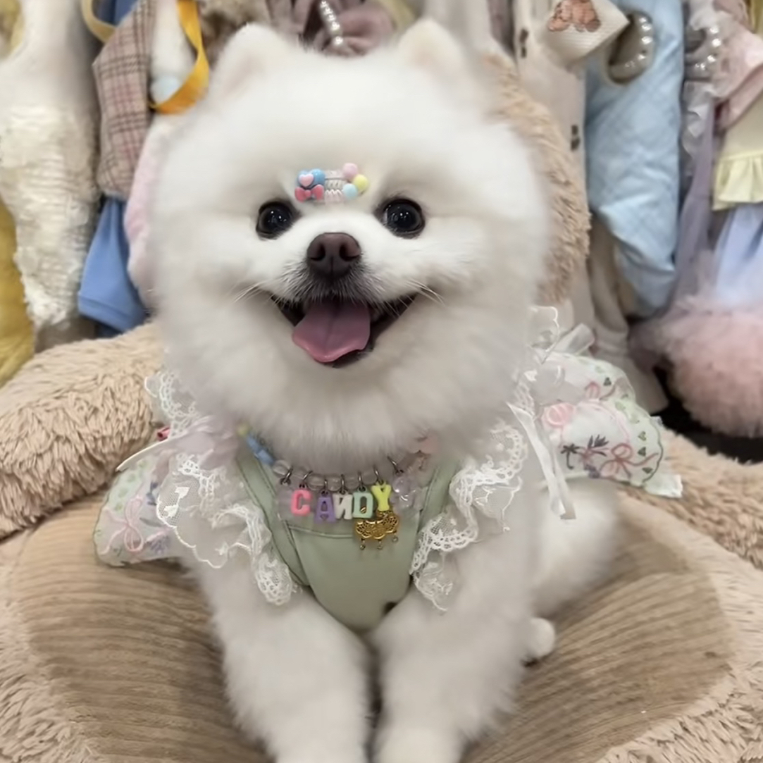 小宝宠物服饰专属No退No换