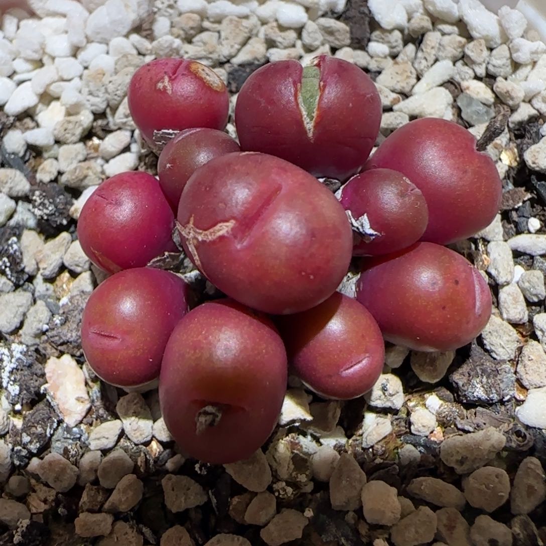 肉锥多肉植物百科-991