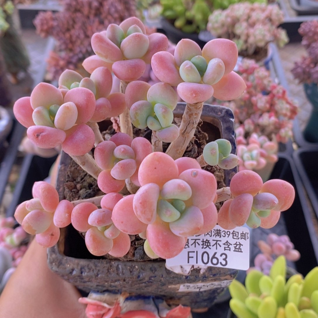 樱花洛神老桩11cm1063多肉植物