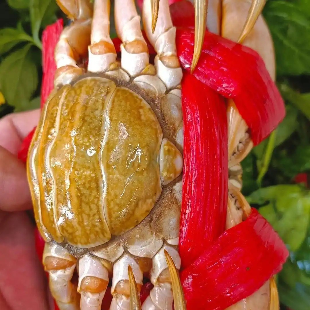 鲜活 青蟹 膏蟹母蟹 足膏 带绳（5两-1斤）/只(加购物车可选规格)蟹同城配送