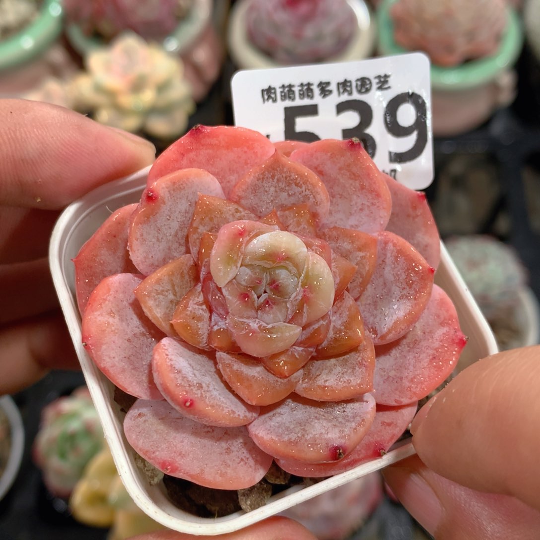 5CM拇指盆精控多肉YY539