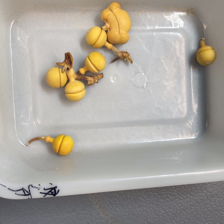 大***龙葫芦葫芦葫芦葫芦葫芦