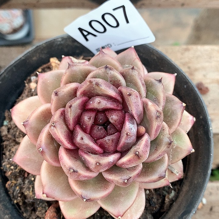 墨**星黑佳人单头A007号