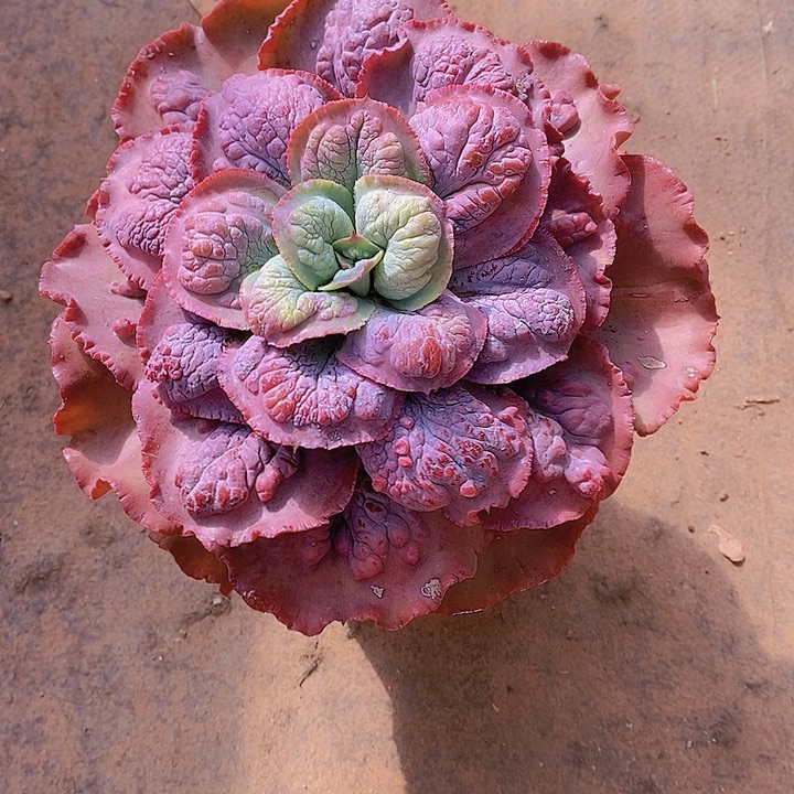 火***鸟加年华多肉植物老桩