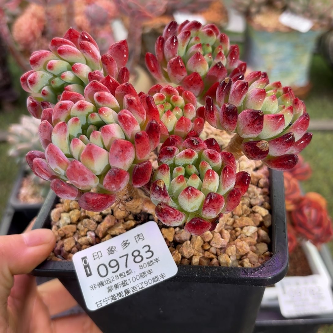 多肉植物9783fghu