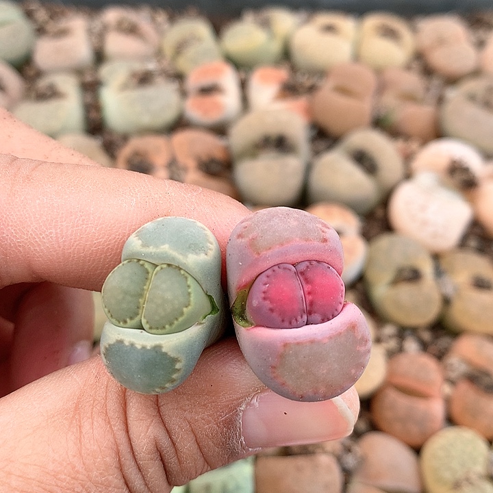 菊饼干，紫饼干非常非常好看