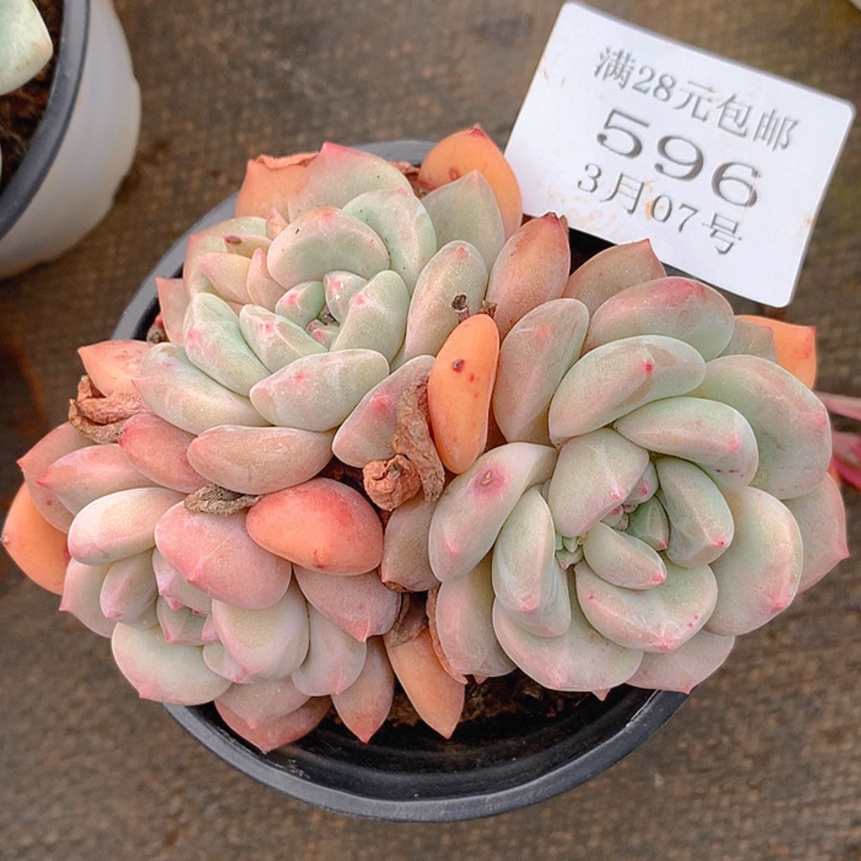 【闪购商品】云596