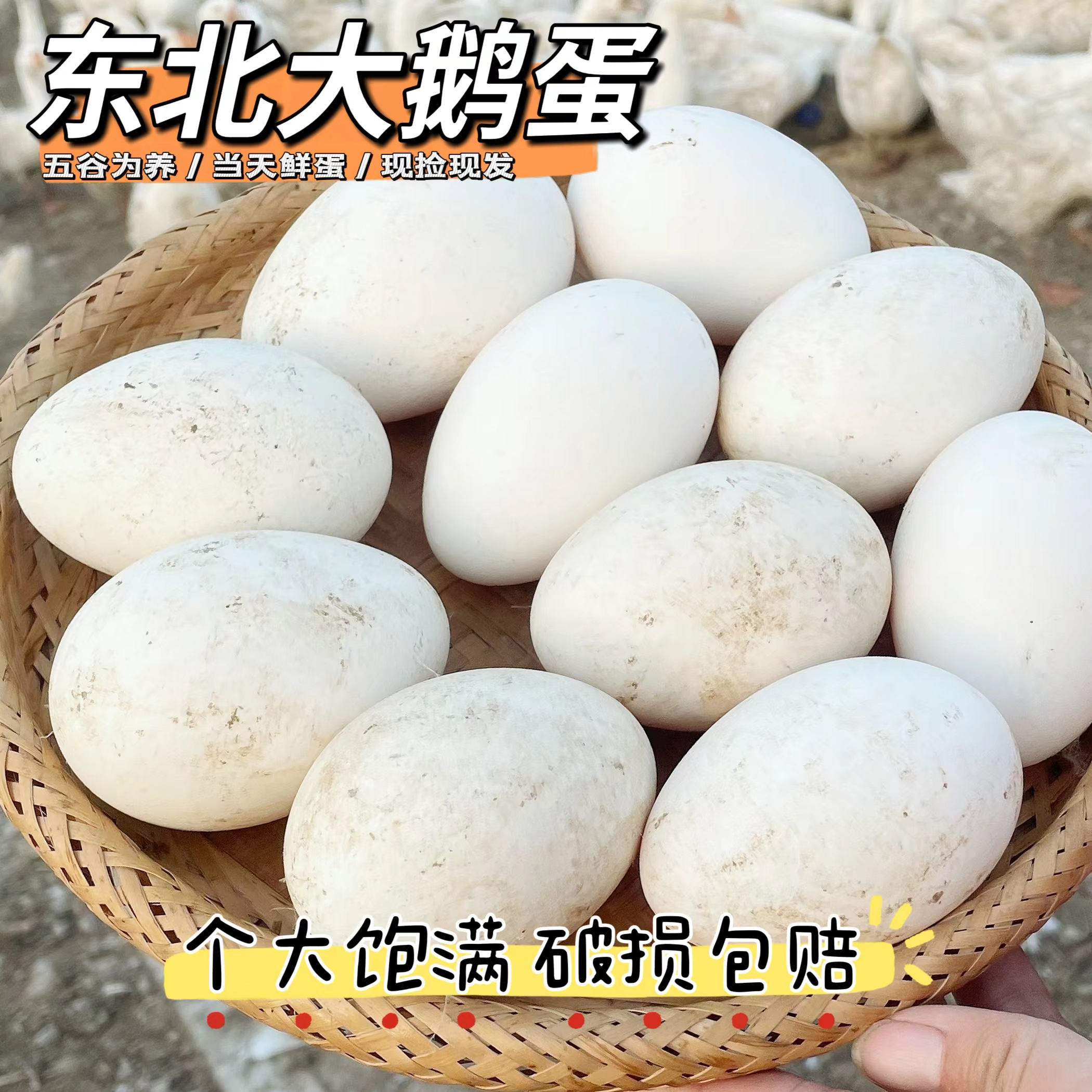 115g-125g12枚保底1400g东北农家生态散养鹅鹅蛋100%纯天然