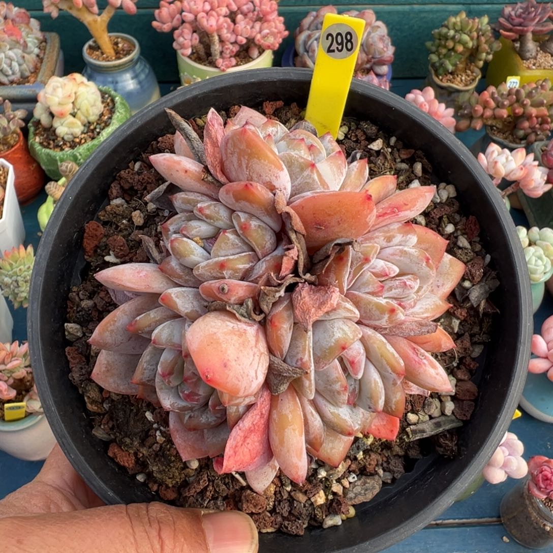 298号星影5头老桩脱土发货无砍