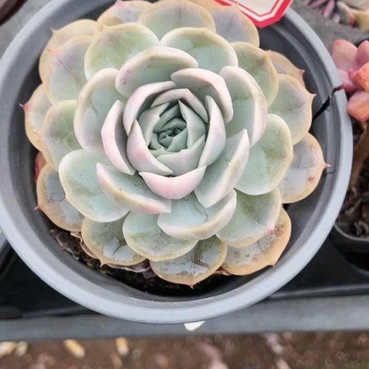 蓝色惊喜锦15一盆888888