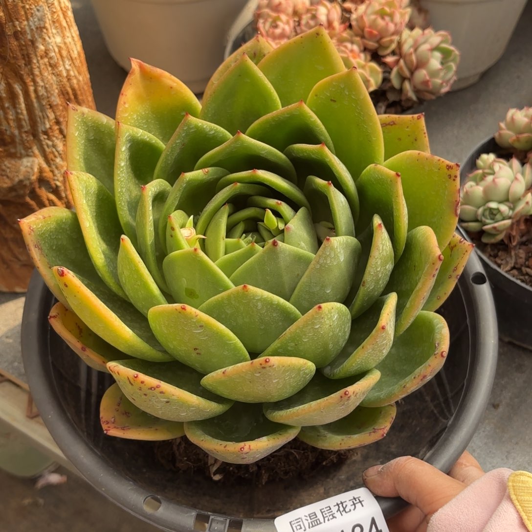 同温层多肉翠花134