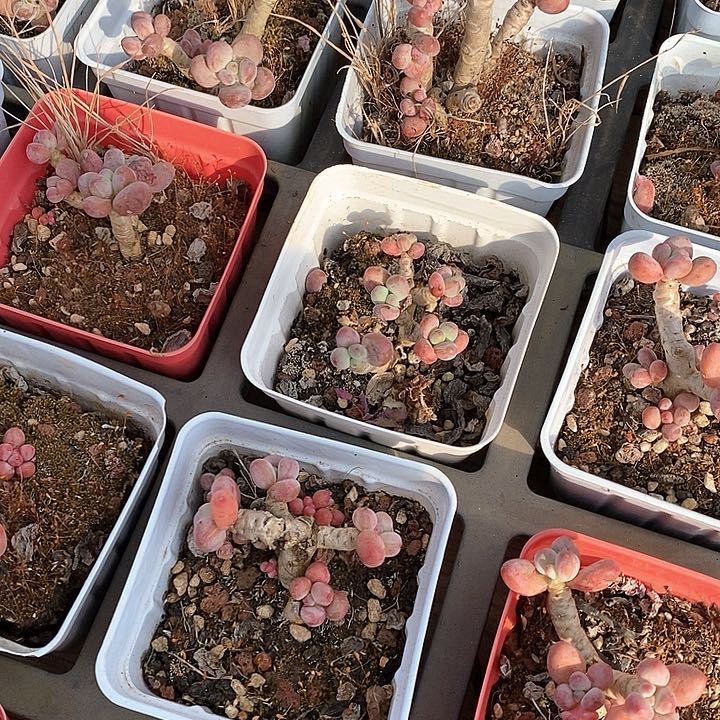 66苹果奶不售后 福利多多