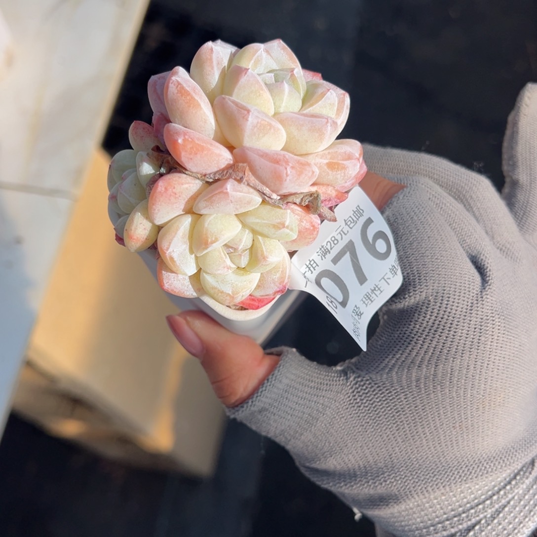 冰玉，多肉多肉多肉多肉