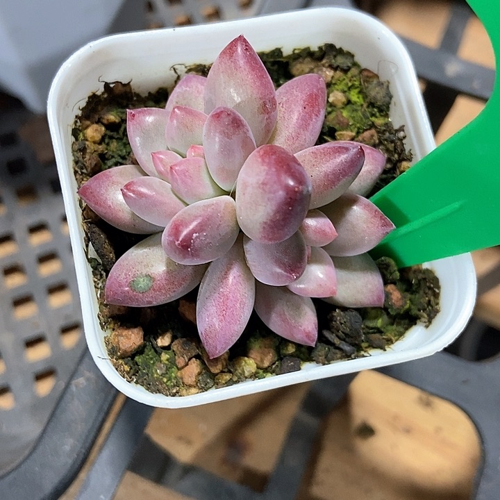 多肉植物金鱼姬613