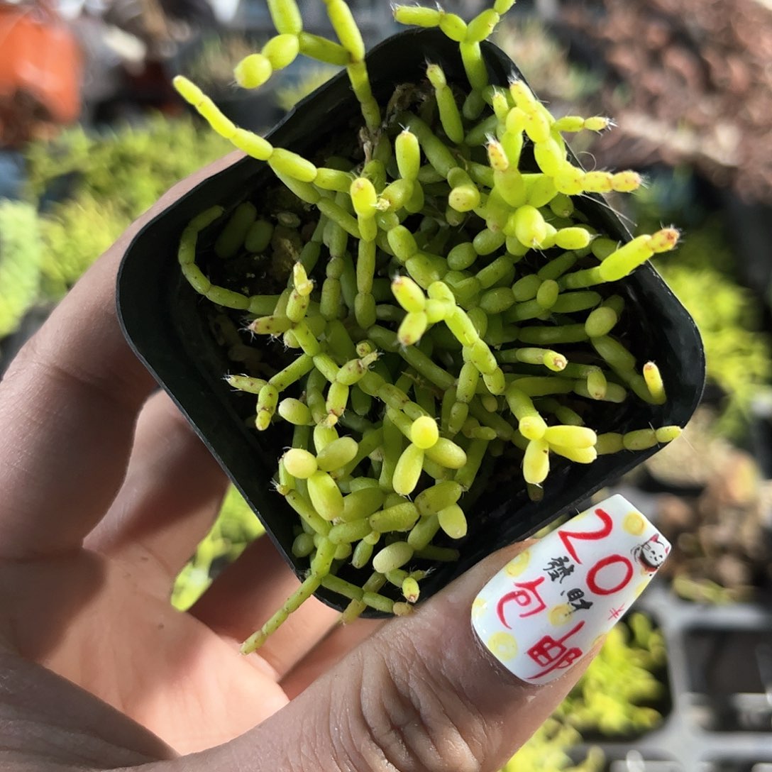 木偶人单头发货有根发货