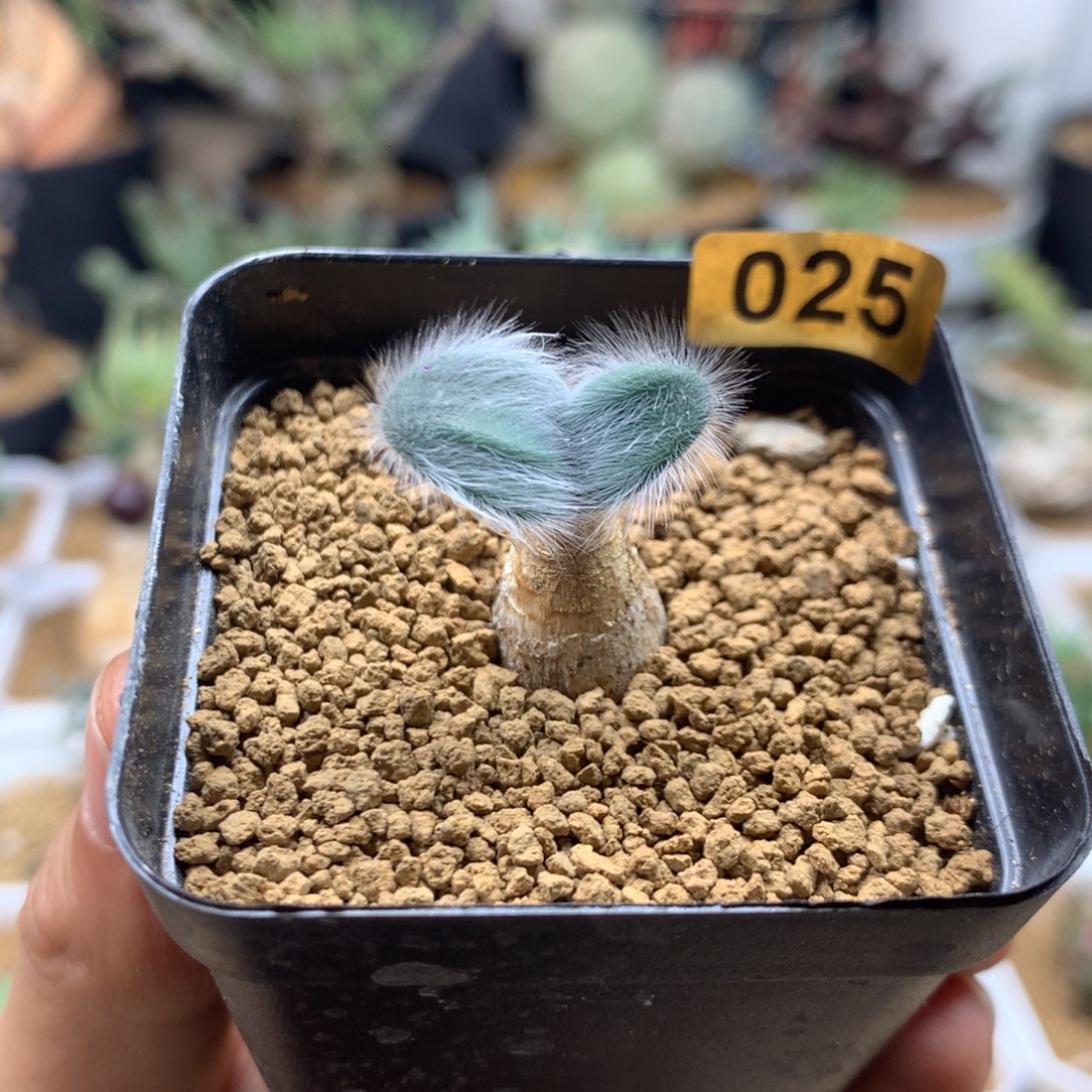 毛叶石蒜多肉带盆025