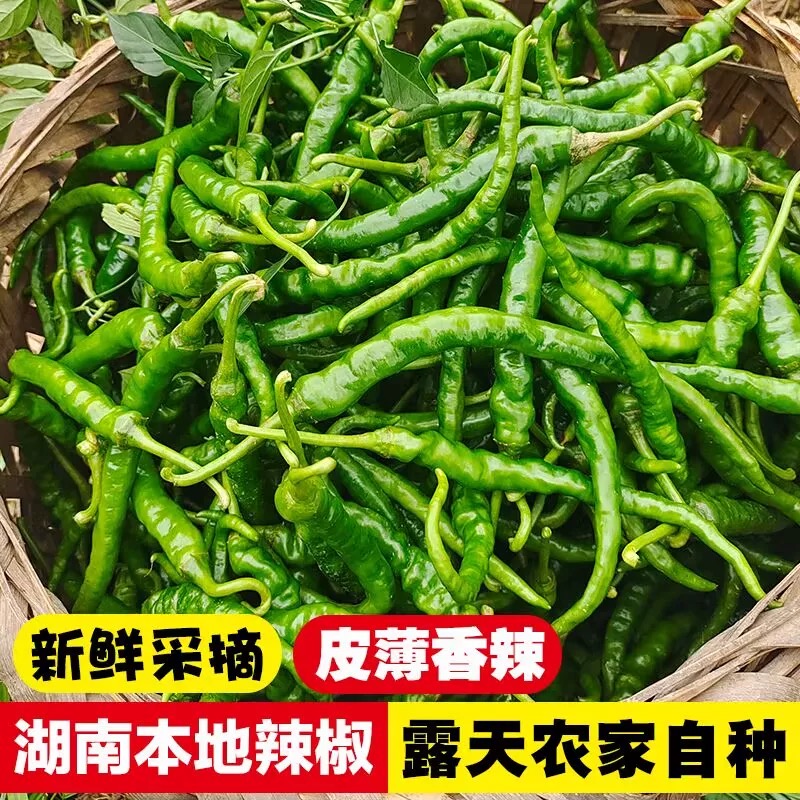 【小雨专属】四斤湖南产地新鲜辣椒采摘露天种植薄皮肉厚青椒