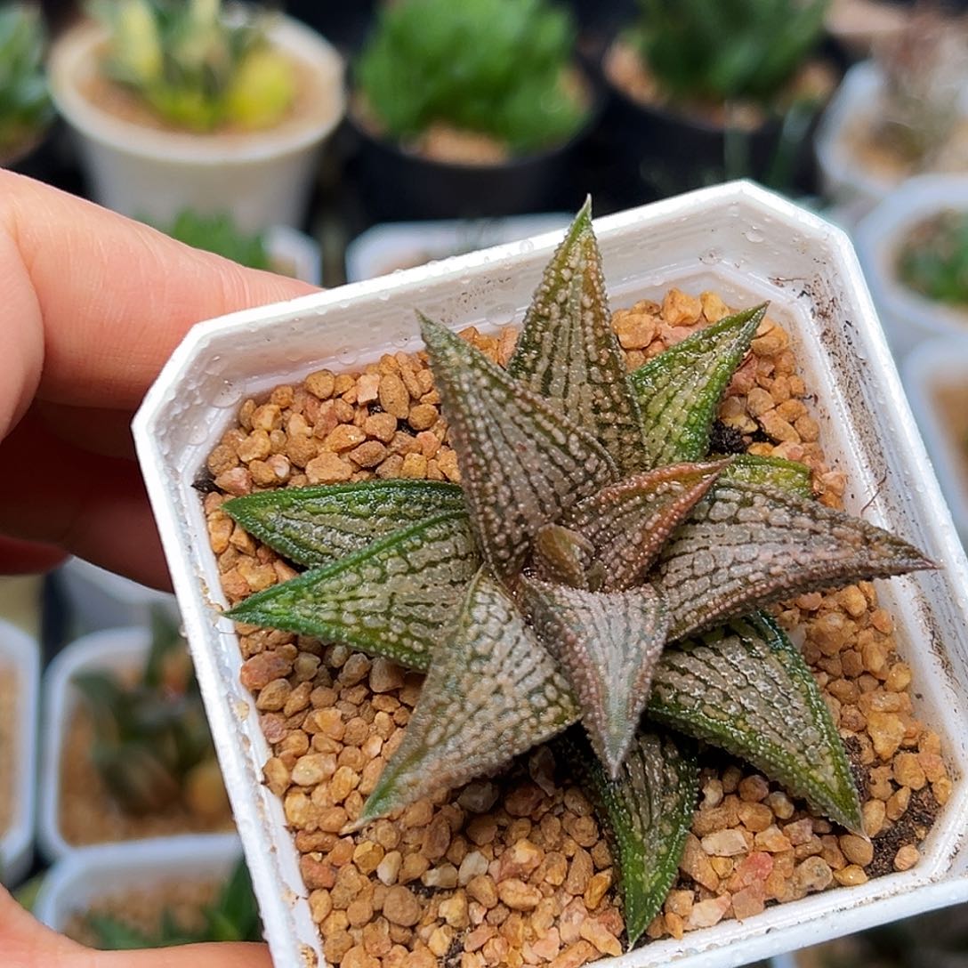 锦带桥硬叶十二卷