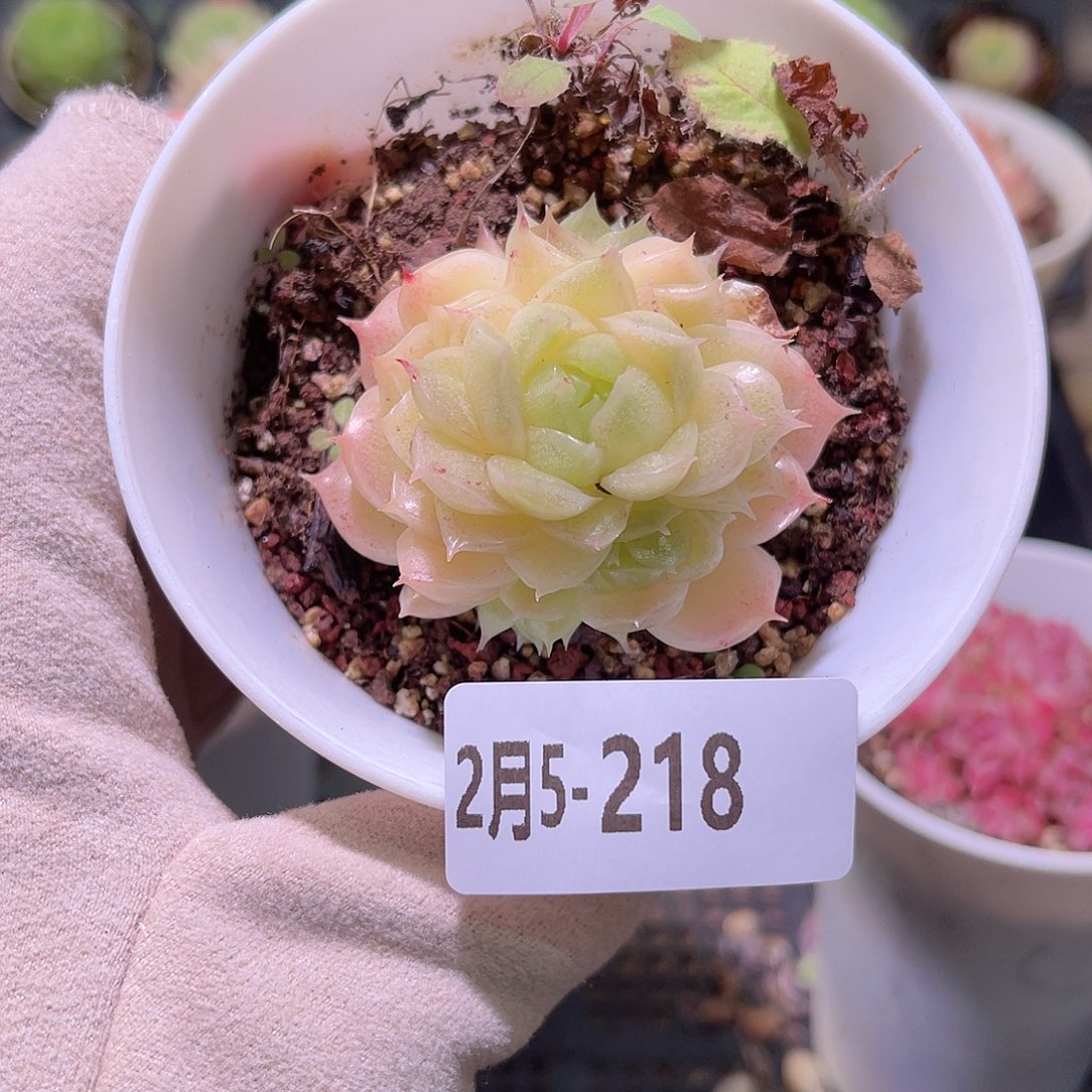 花利美5-218麦秆群