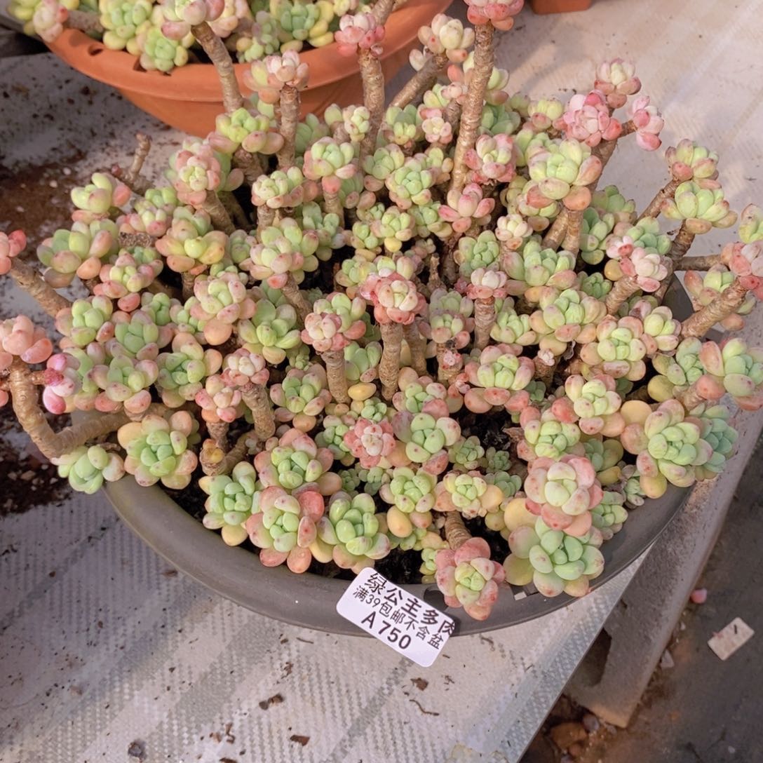 樱花罗琦老桩有砍不包整24多肉植物