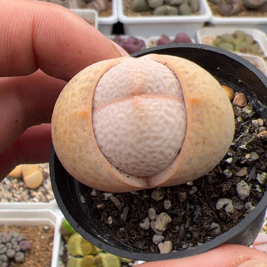 065号高尔夫 多肉植物