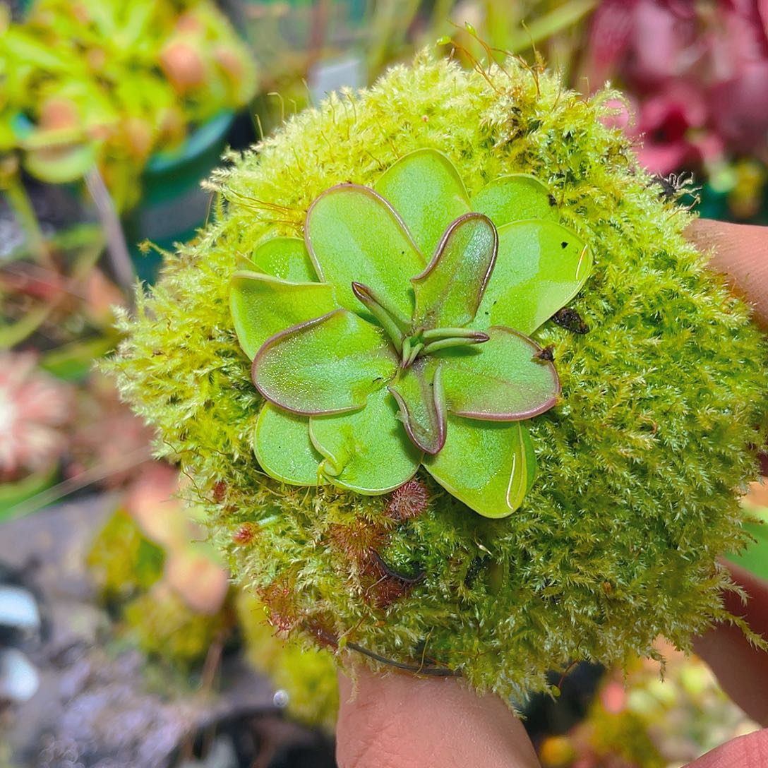 完全开放凹版半浮生