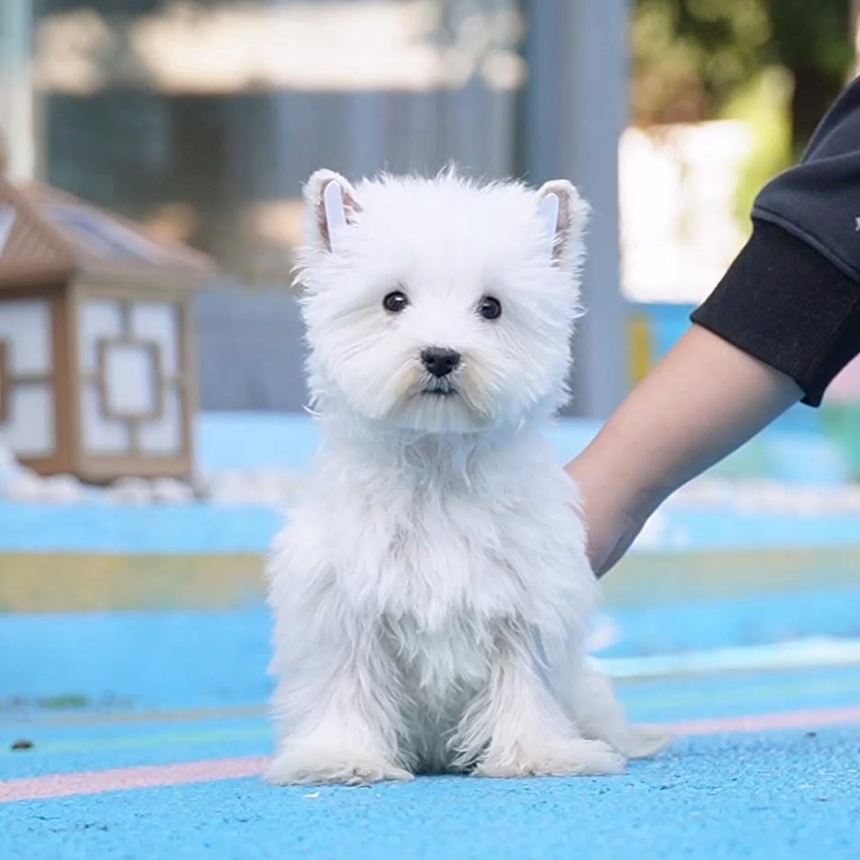 1013拍摄27号西高地妹妹幼犬小狗宠物狗狗