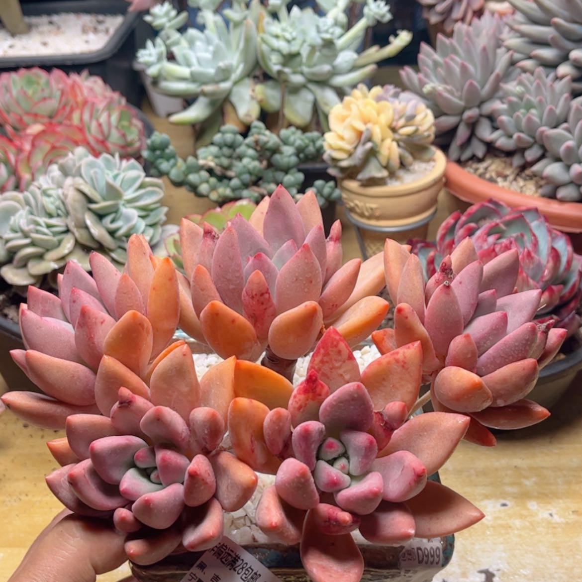 【闪购商品】253桃花源