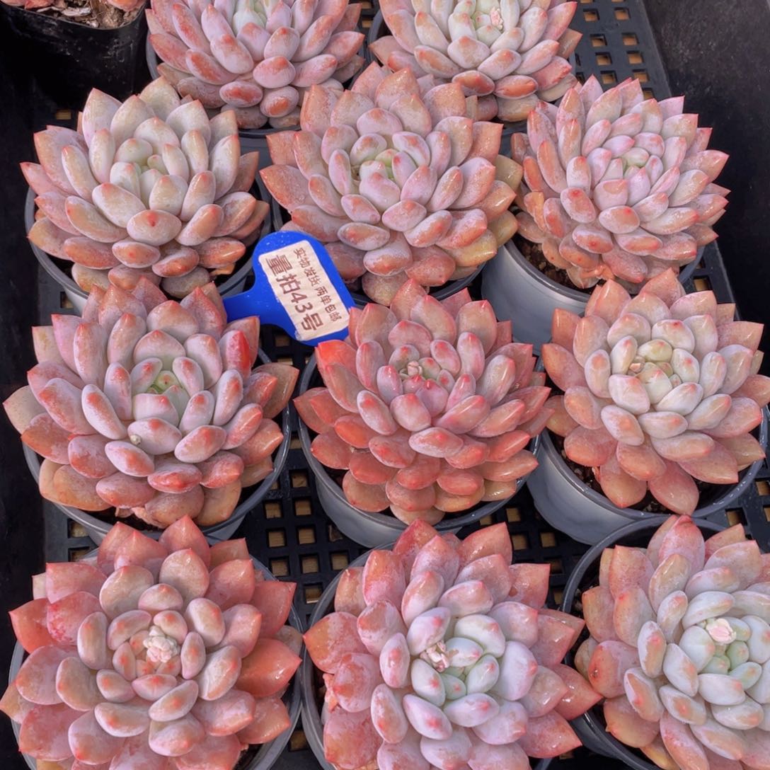 量拍43号 半夏母本多肉大单头一个